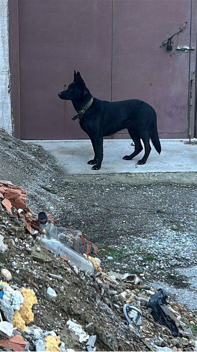 Собака для дома ВЕО