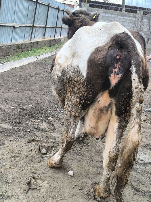 Продается стельная корова