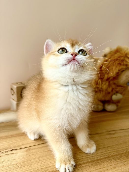 Британски котята золотые из питомника