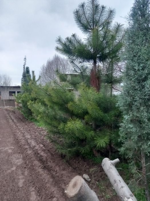 Archa sotiladi qirim sasna