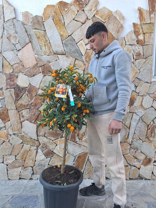 Palmieri Măslini arțar japonezi Lamai mandarini plante exotice