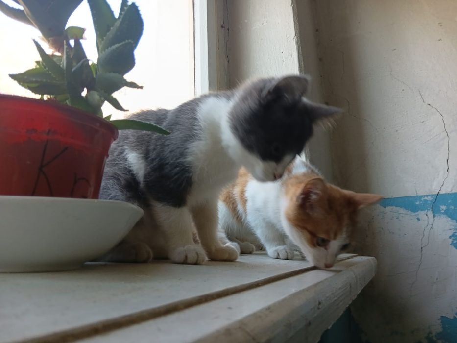 Котики ищут дом и родителей