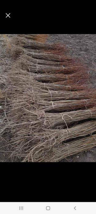 Vindem puieți de salcâm cu creșterea dublă