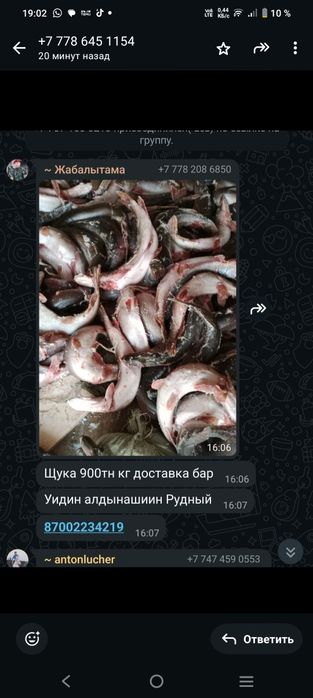 Продам рыбу ЩУКА