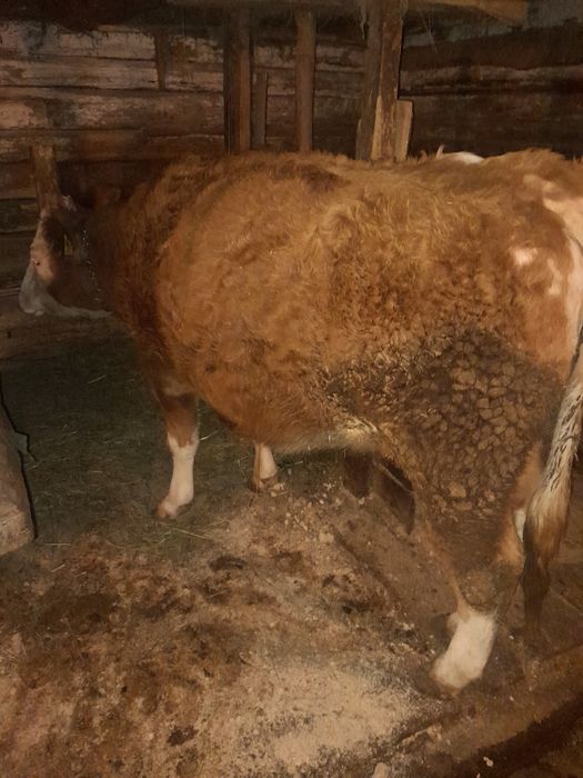 Vițel și  junincă de vânzare