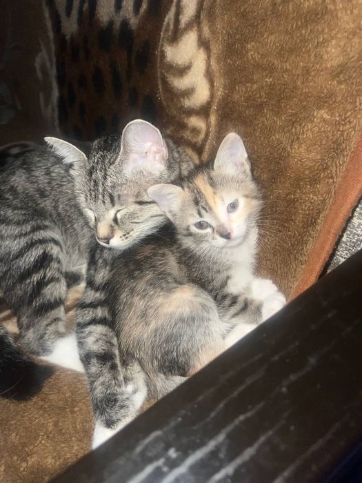 Отдадим в хорошие и заботливые руки за символическую поату