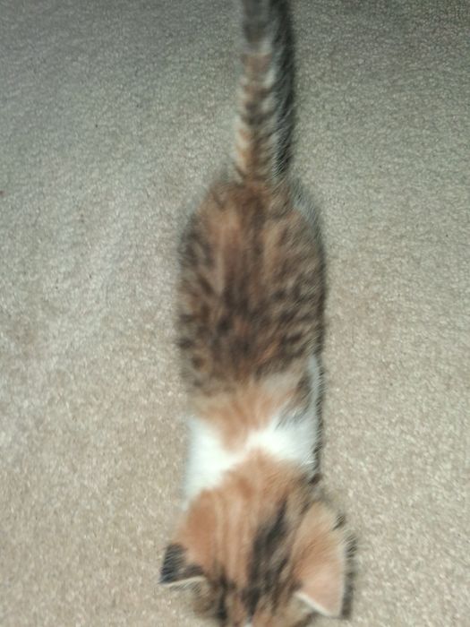 Кошка mushukcha xadiyaga