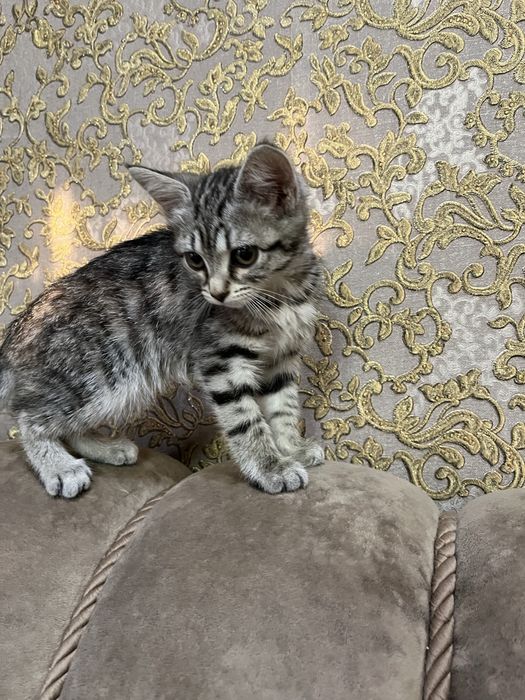 котенок девочка