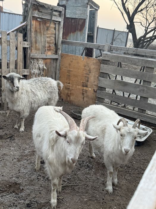 Продам торг есть