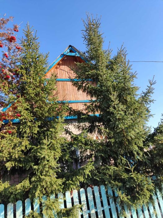 Продам дачу. Ромашка