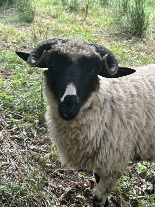 Vand berbecut de tinut