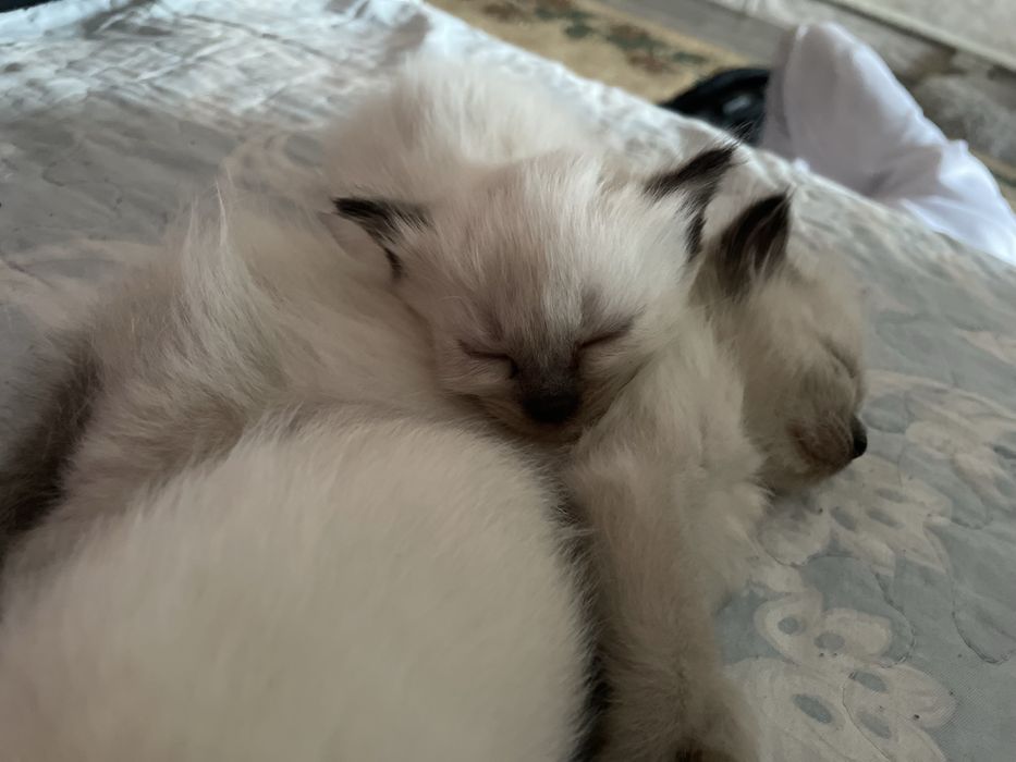 Котята белые ,мама сиамская