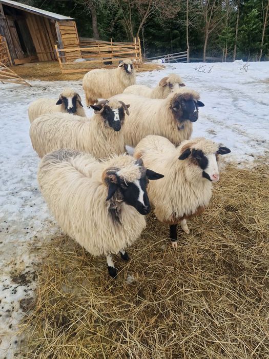 Oi si miele  de vanzare