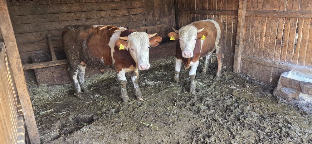 Vând 2 tauri de 300 400 kg