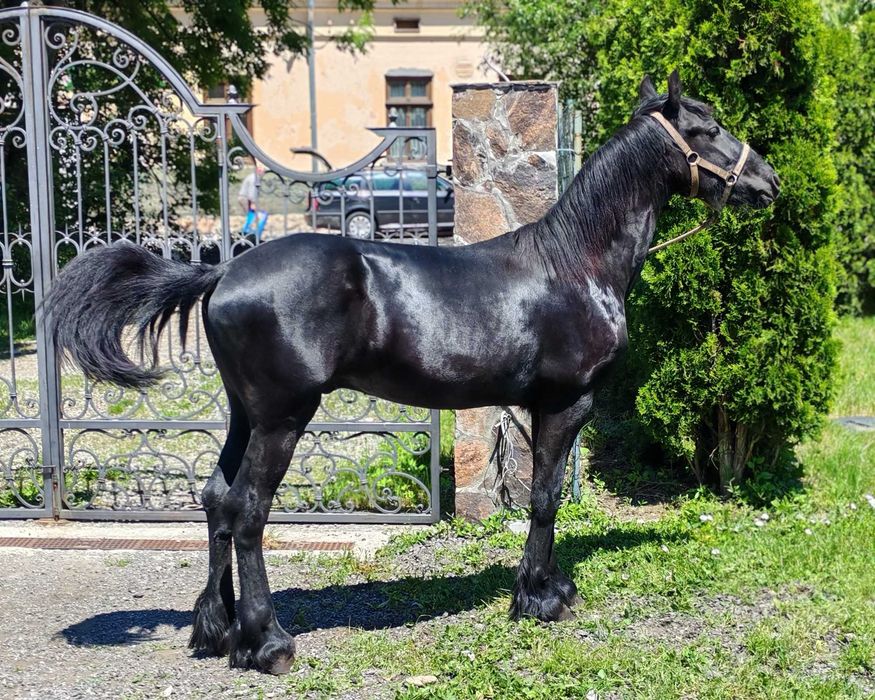 Manz Friesian Frizian Friz 14 luni