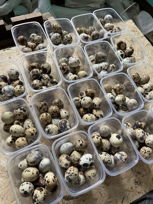 Перепилинные яица