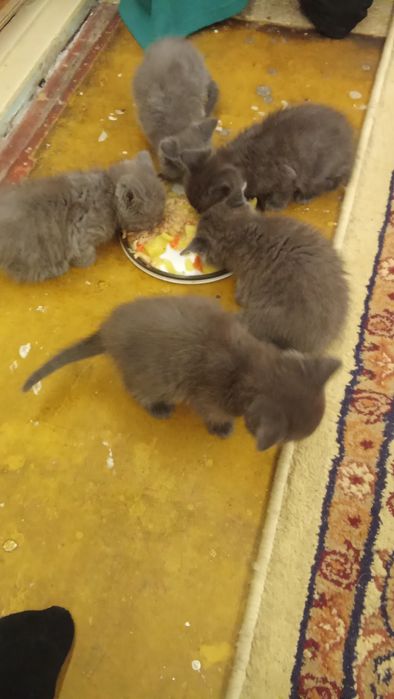 Отдам котят в хорошие руки