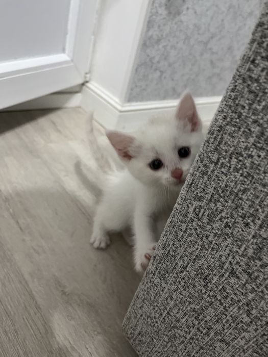 котенок 1,5 месяц