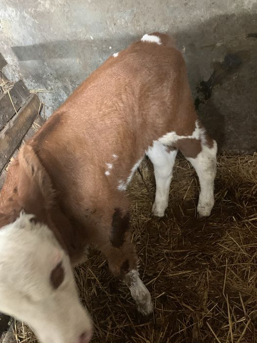 Tauras din rasa Baltata Româneasca