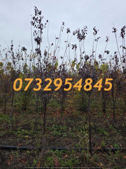 Tei, Mesteacăn, Arțar, Platan, Stejar – Direct la Adresă