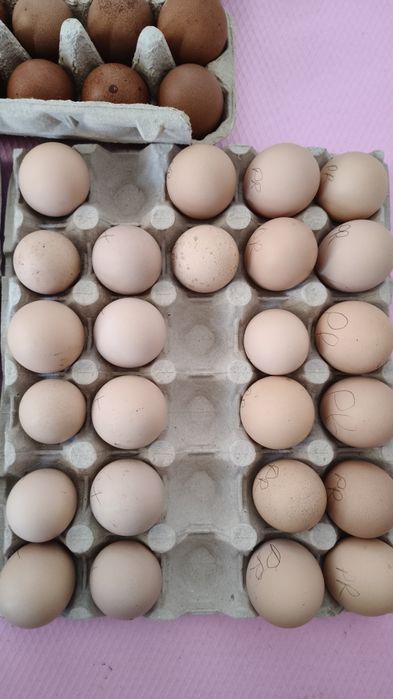 Oua de gaini pt incubator