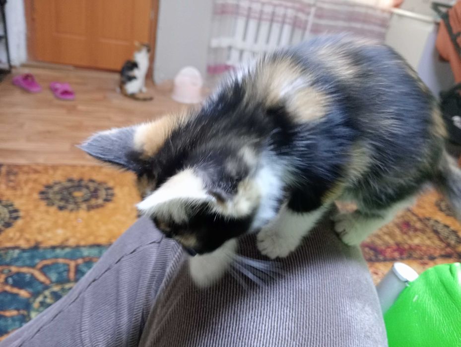 Отдам котенка мальчика в добрые руки