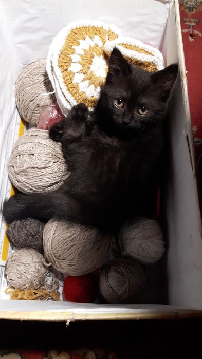 Котята  .Два мальчика и девочка.Мама британка.