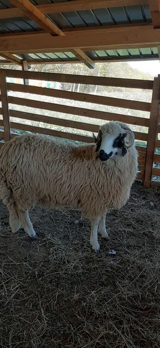 Berbecuți de vânzare