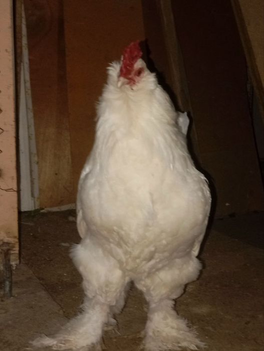 Brama tovuq xoroz sotiladi