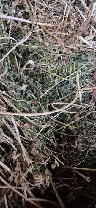 Vând baloti de lucernă coasa 2 și 3