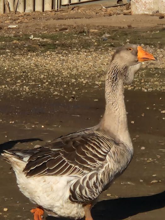 Vand 3 perechi de gâște