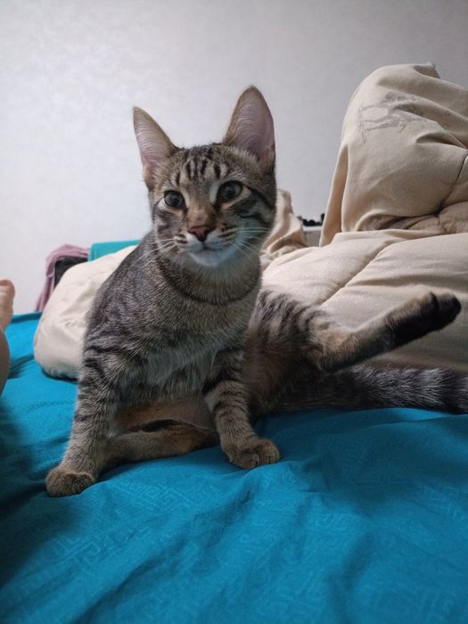 Отдам в кота в добрые руки