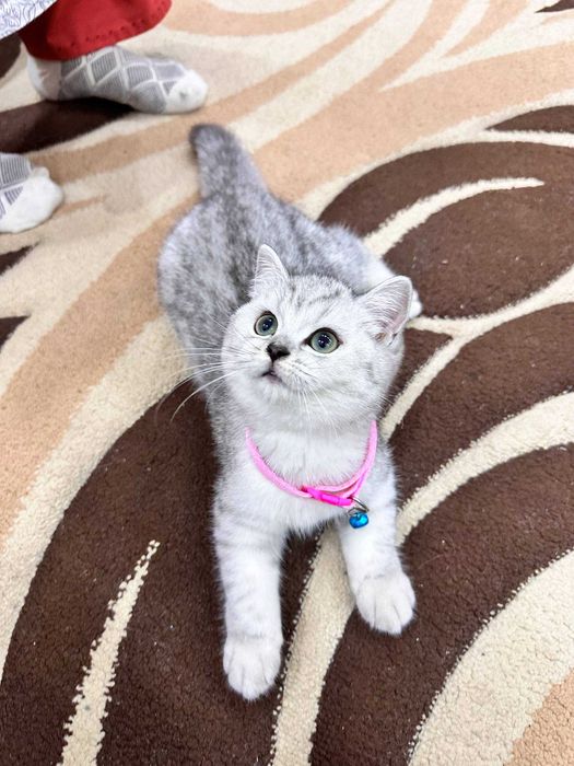 Продаётся британская короткошёрстная кошка