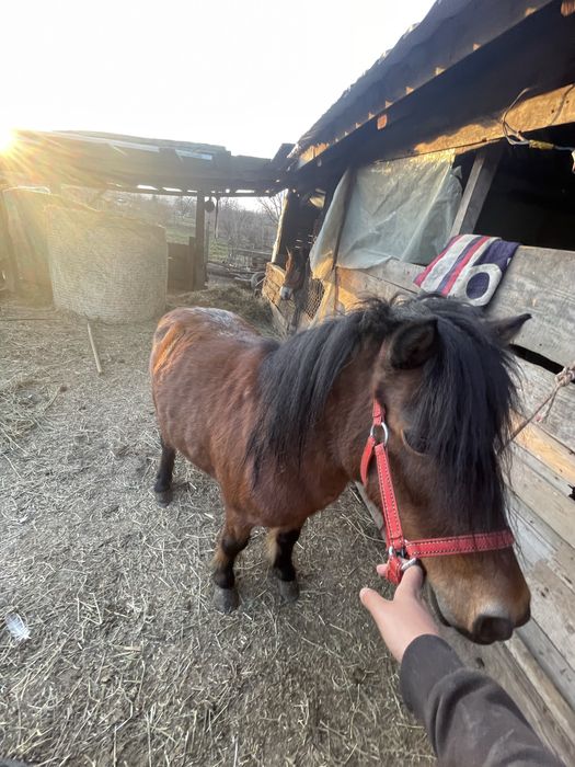 De vânzare poneița gasdanda