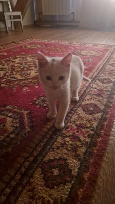 Кошка просто играю супер