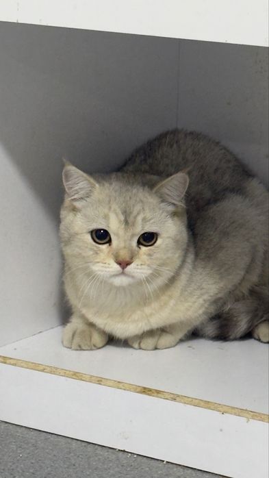 Britanski shinshila toza zotli mushuk