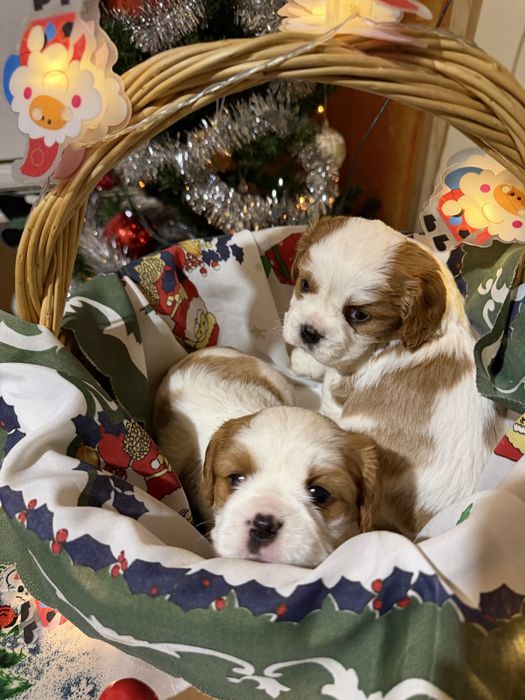 Кавалер Кинг Чарлз Шпаньол