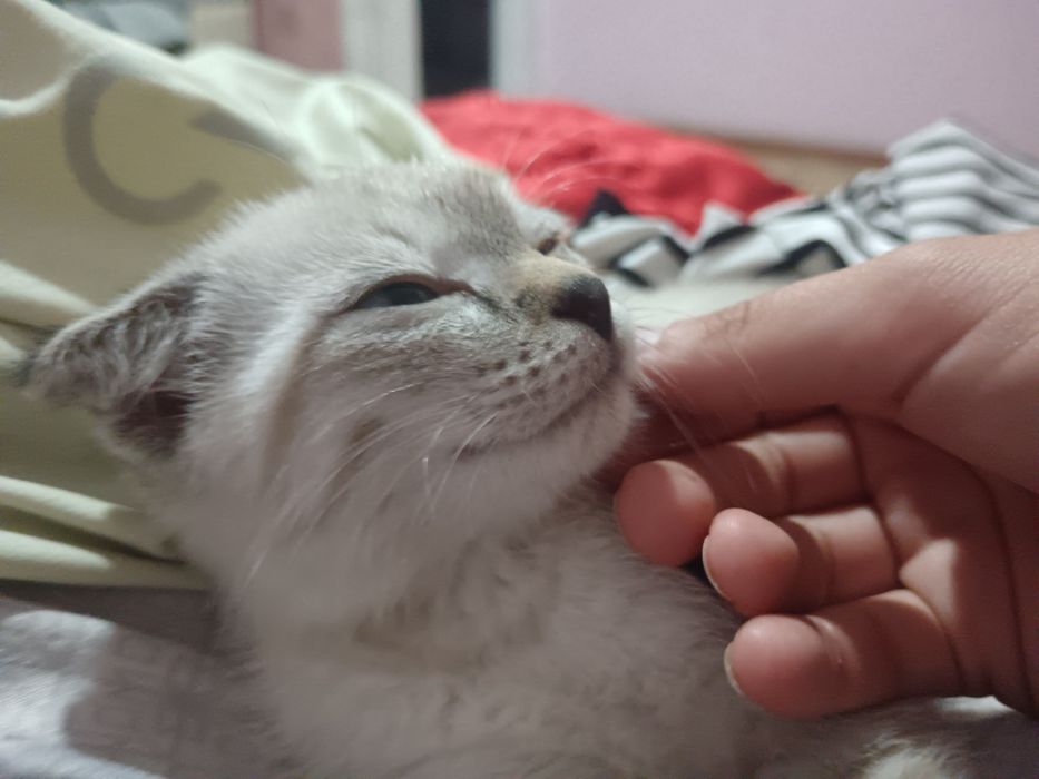 Продам котёнка девочка