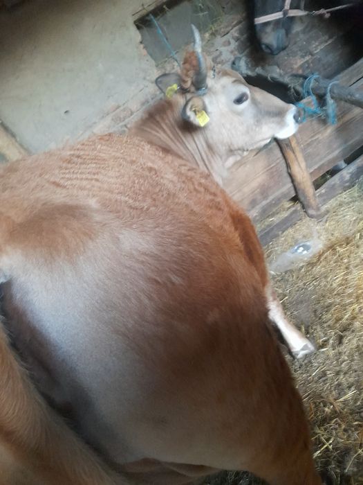 Vând vacă tânăra