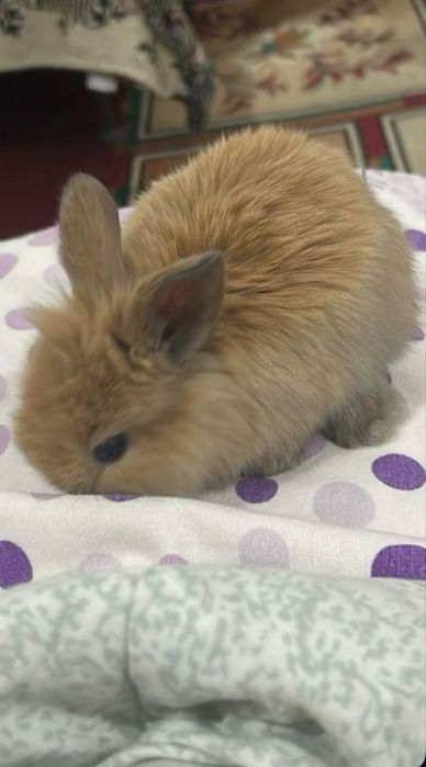 декоративный кролик