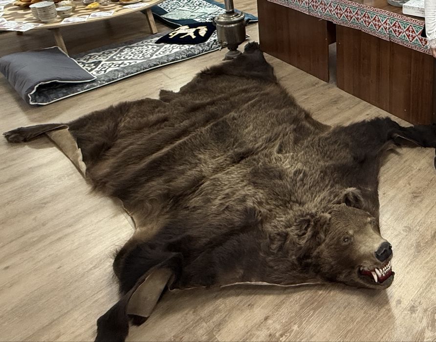Продам медведя, ковер из медведя.