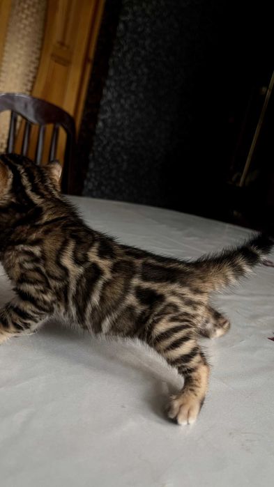 Бенгальские котят!!