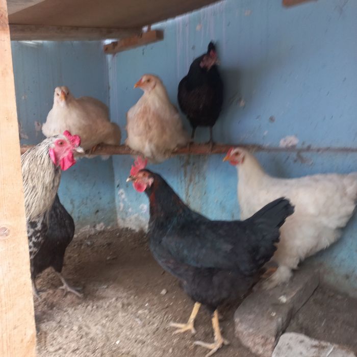 Xonaki tovuq xurozlar