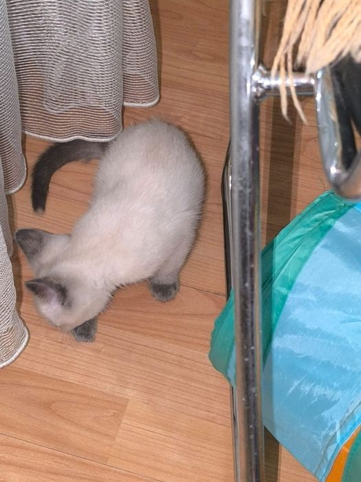 Котенок ищет дом