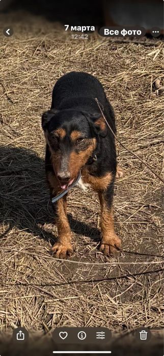 Продается ягдтерьер
