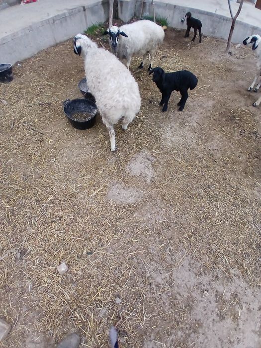 Qazoqi ona bola sotiladi.