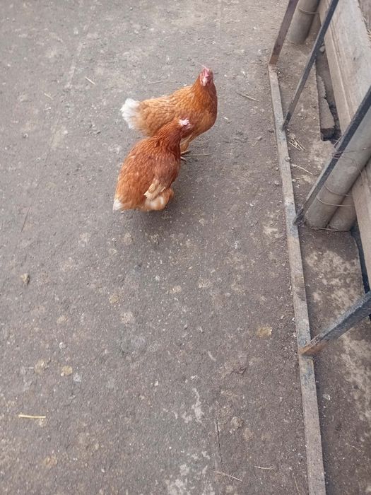 Vând 5 gaini de oua  50 lei bucata