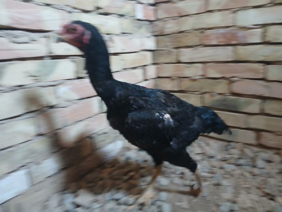 О шамо калуга тауығы сатылады