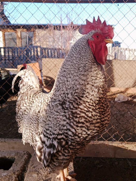 Амрокс петушок продается