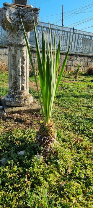 Палма Юка Глориоса